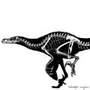 Velociraptor_skelett