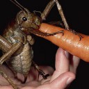bug-bunny