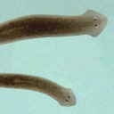 planarian