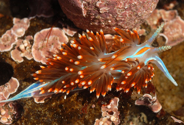 Hermissenda crassicornis, by Matt Knoth Hermissenda crassicornis, by Matt Knoth
