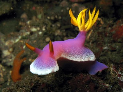 Hypselodoris apolegma, by Chad Ordelheide Hypselodoris apolegma, by Chad Ordelheide