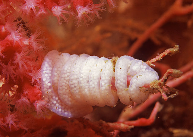 Leminda millecra eggs, by Seascapeza Leminda millecra eggs, by Seascapeza